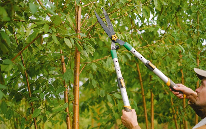 Tree trimming in Evansville, WI